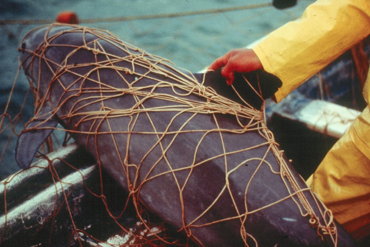Photo of dead vaquita from NOAA, photo by Omar Vidal (www.flickr.com/photos/nmfs_northwest/26367279334)